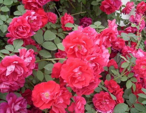 薔薇花的養(yǎng)殖方法和注意事項(xiàng)，八大養(yǎng)殖方法和注意事項(xiàng)"