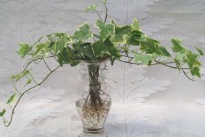 常春藤可以水培嗎，常春藤水培養(yǎng)殖方法"