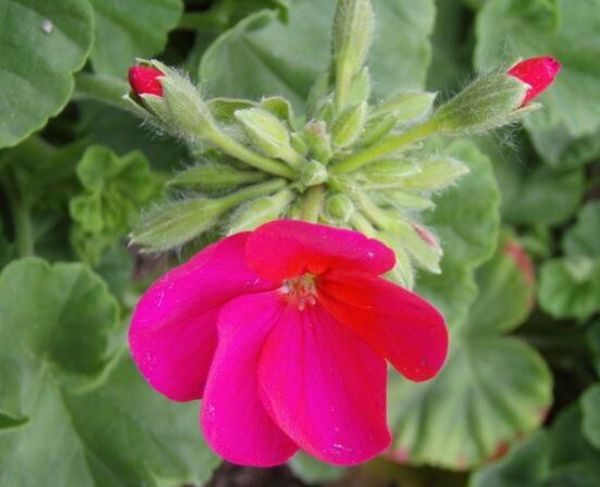 天竺葵水插幾天生根，最快可一個(gè)星期生長(zhǎng)出根系來(lái)"