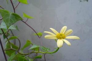 常春藤會開花嗎，常春藤什么時候開花"