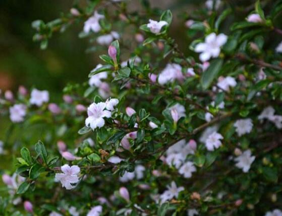 六月雪葉子發(fā)黃怎么辦，六月雪葉子發(fā)黃解決辦法"