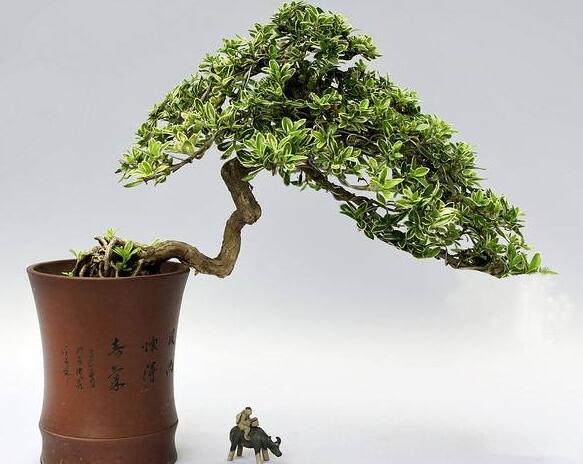 六月雪樹葉發(fā)黑怎么辦，找清原因及時救治（三種原因及解決方法）"