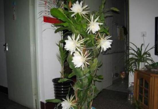 曇花怎么修剪，以輕剪與中剪為主(忌重剪)"