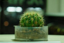 仙人球的繁殖方法，以下三種繁殖方法必須要掌握"