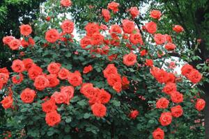 藤本月季冬季修剪方法，3年以上老枝可全部剪除"