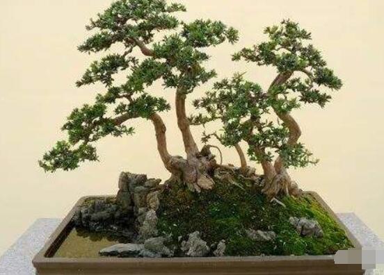 羅漢松修剪方法圖解，只需要三點步驟造型美觀茂盛"