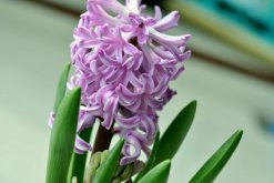 風(fēng)信子凋謝后怎么處理，修剪葉片并保留根莖"