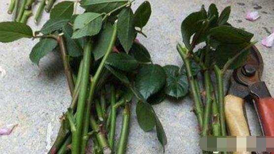 薔薇花能水培嗎，薔薇花水培方法"