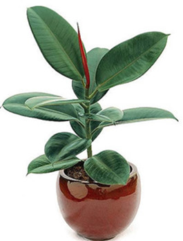 怎樣栽培和修剪橡皮樹才能保持渾圓豐滿的株形"