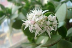 玉樹什么時候開花，冬末春初開花"