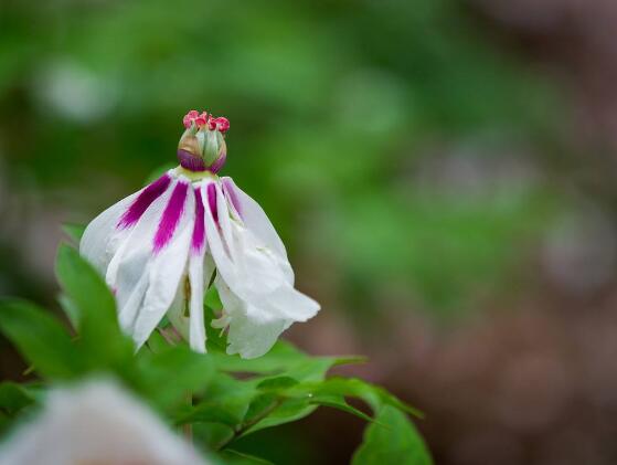 牡丹花怎么繁殖，牡丹花六大繁殖方法"