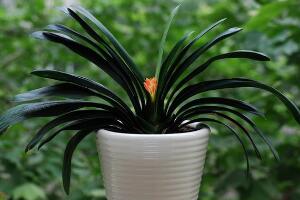 君子蘭怎么澆水，君子蘭澆啤酒的好處/促進(jìn)生長(zhǎng)"