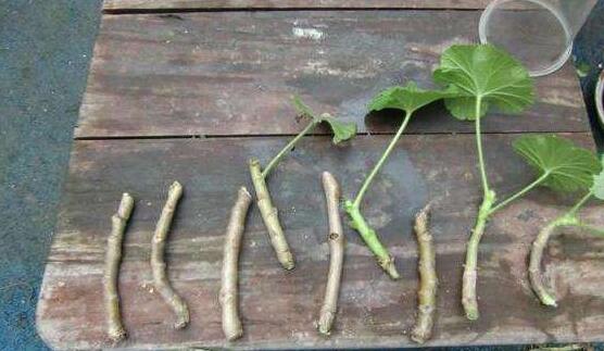 天竺葵扦插，天竺葵扦插方法"