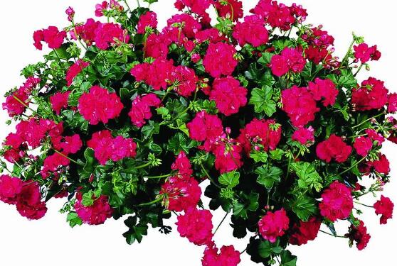 天竺葵的功效與作用，盤點天竺葵七大功效與作用"