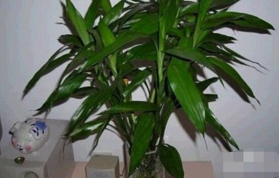 如何修剪富貴竹，教你最全面三種修剪方法(枝葉/葉芽/根系)"