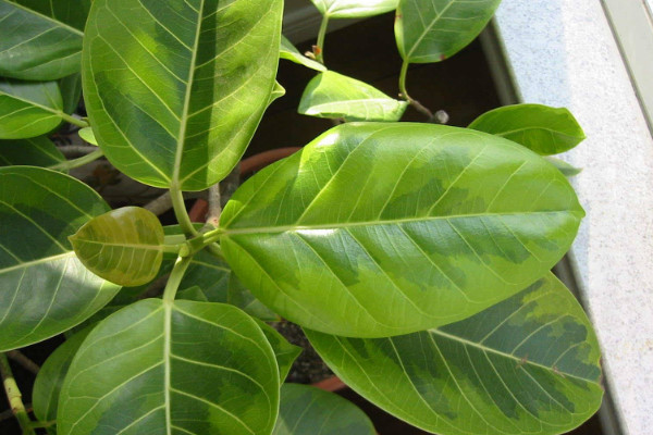 橡皮樹葉子卷怎么補(bǔ)救，增加溫度追肥換土"