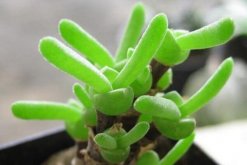 碧光環(huán)冬季怎么養(yǎng)，冬季養(yǎng)護(hù)5大要點(diǎn)"