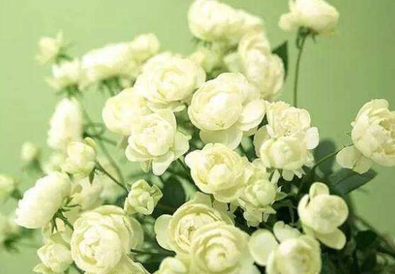 茉莉花的功效與作用，茉莉花八大功效與作用"