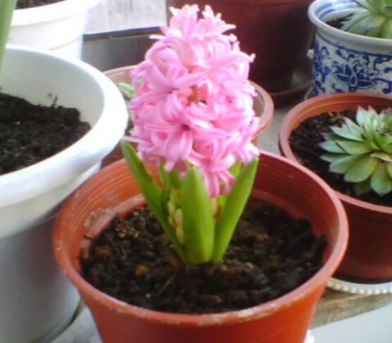 風信子怎么種，老農(nóng)總結最簡單有效五個步驟"