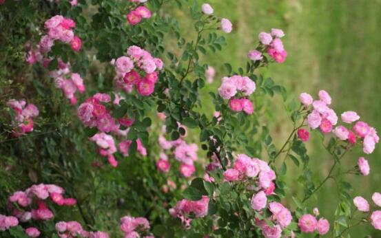 薔薇花的修剪方法，教你兩種最有效修剪技巧(花芽與花期)"