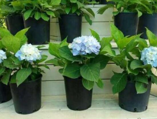 繡球花盆栽養(yǎng)殖方法全解，老農(nóng)教你八大養(yǎng)殖基本方法"