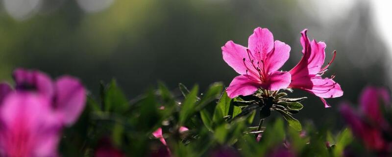 杜鵑花怎么修剪"