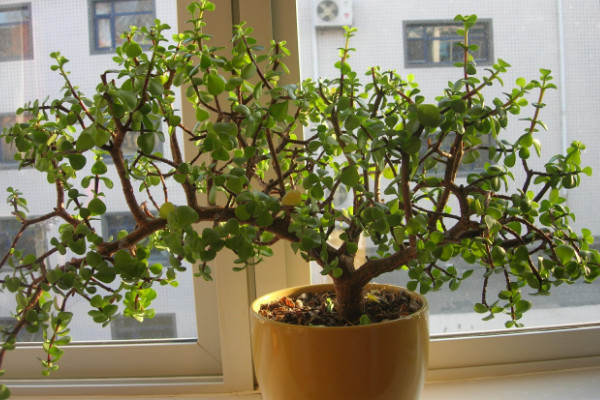 馬齒莧樹怎么修剪，春秋兩季修剪最為合適