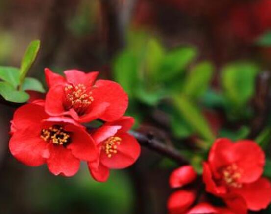 盆栽海棠花的種類，盤點最令人賞心悅目六大種類"