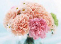 康乃馨有毒嗎，康乃馨能養(yǎng)在臥室嗎"