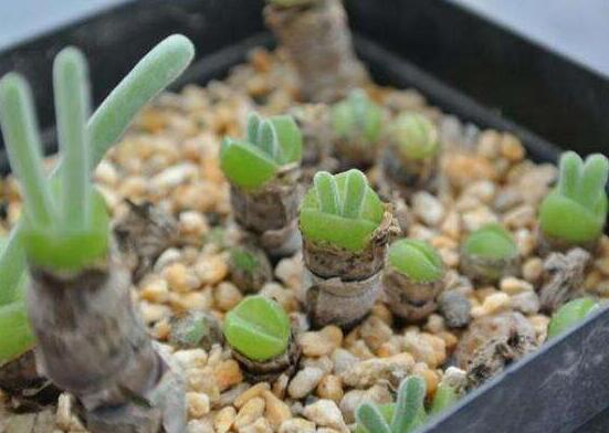 多肉碧光環(huán)種子種植，老農(nóng)總結(jié)最簡(jiǎn)單易學(xué)六點(diǎn)基本步驟"