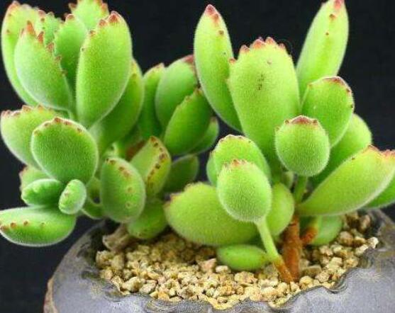 熊童子怎么養(yǎng)才能飽滿，老農(nóng)總結(jié)五個(gè)重要養(yǎng)護(hù)措施"