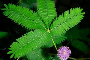 含羞草有什么藥用價(jià)值，含羞草的功效與作用"