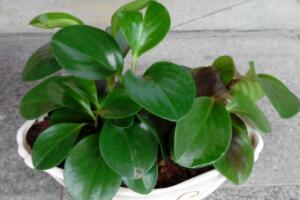 碧玉葉子發(fā)黃怎么辦，教你五步讓它重新恢復(fù)生機(jī)"