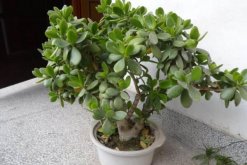 燕子掌如何養(yǎng)殖，燕子掌的養(yǎng)殖方法介紹"