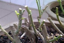 茉莉過冬枝條要剪光嗎，剪去病弱殘枝就行"