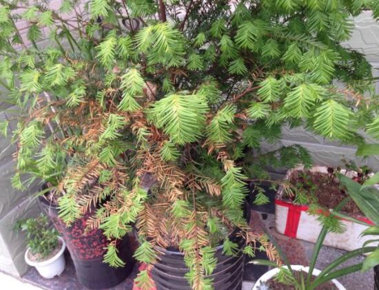 紅豆杉葉子干枯怎么辦，教你最有效三種解決方法"