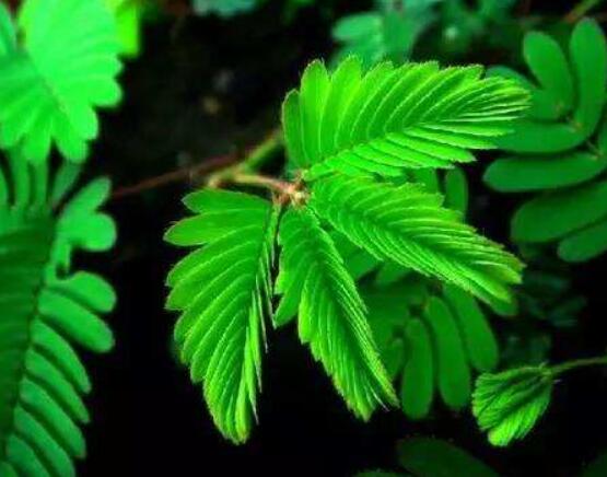 含羞草能在家里養(yǎng)嗎，不適合/頭發(fā)、眉毛嚴(yán)重脫落"