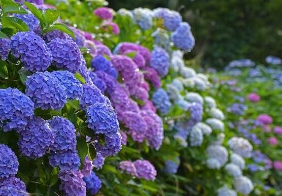 繡球花幾月扦插，二月萌芽扦插最佳"