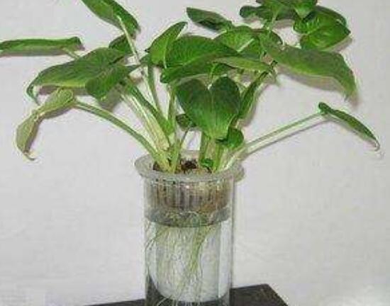 水養(yǎng)馬蹄蓮的養(yǎng)殖方法，做好五個(gè)要點(diǎn)水培無(wú)憂(yōu)(茂盛美觀(guān))"