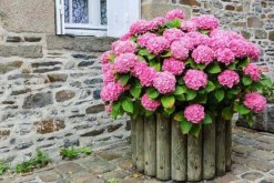 盆栽繡球花蔫了怎么辦，找到原因及時(shí)進(jìn)行補(bǔ)救"