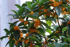 桂花的養(yǎng)殖方法和注意事項(xiàng)，桂花養(yǎng)殖5大要點(diǎn)"