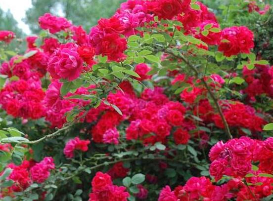 薔薇花怎么修剪，薔薇花修剪方法"