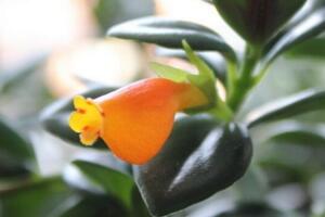 金魚吊蘭怎么繁殖，播種繁殖/分株繁殖/扦插繁殖"