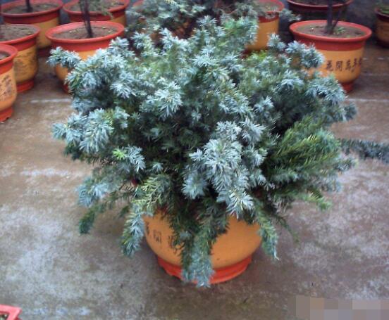 紅豆杉放家哪個位置好，教你六種最佳擺放地點(招財生旺)"