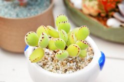 多肉熊童子的種植過程，熊童子種植詳細步驟介紹