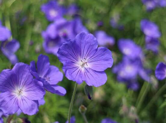天竺葵怎么修剪，天竺葵修剪方法"
