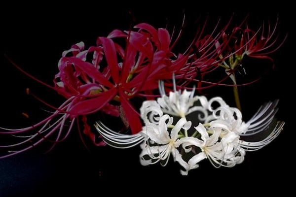 曼陀羅華是彼岸花嗎，名稱(chēng)相近但不是同一種類(lèi)"