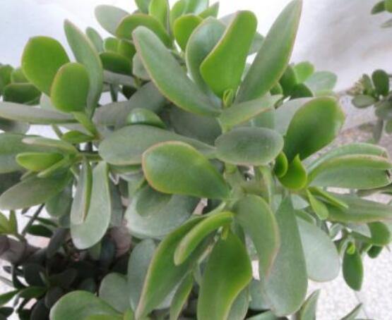 燕子掌怎么養(yǎng)長得更快，做好五個(gè)要點(diǎn)盆盆爆滿"