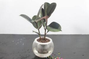 橡皮樹(shù)可以水培嗎，橡皮樹(shù)的水培方法"