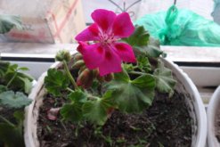 天竺葵開(kāi)花后怎么修剪，剪除殘花及一些病弱枝"